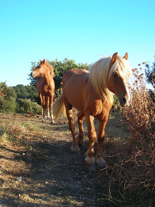 horses